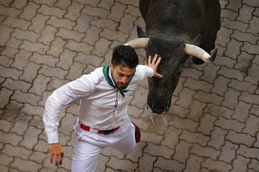 How many bulls run every day in Pamplona?